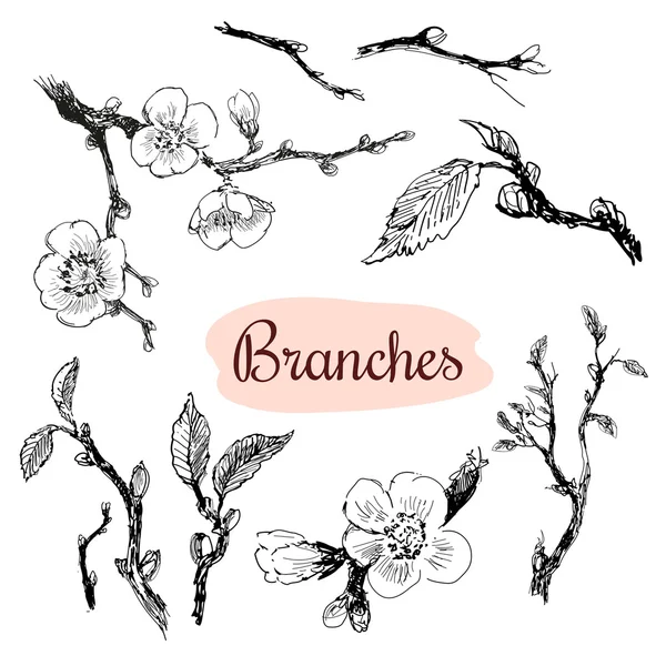 Branches — Stock Vector
