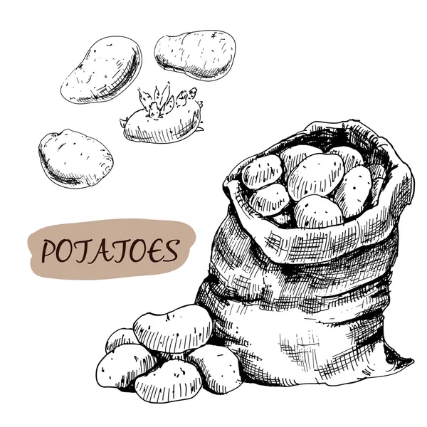 Potatos — Stock Vector