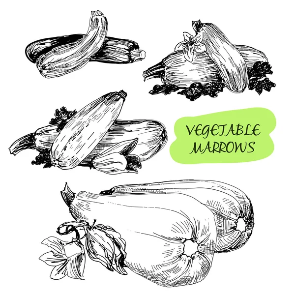 야채 marrows — 스톡 벡터