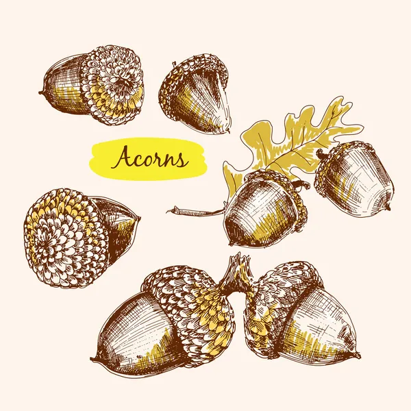 Acorns ilustraciones — Vector de stock