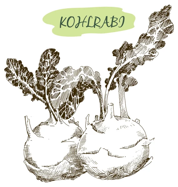 Kohlraby illustrations — Stock Vector