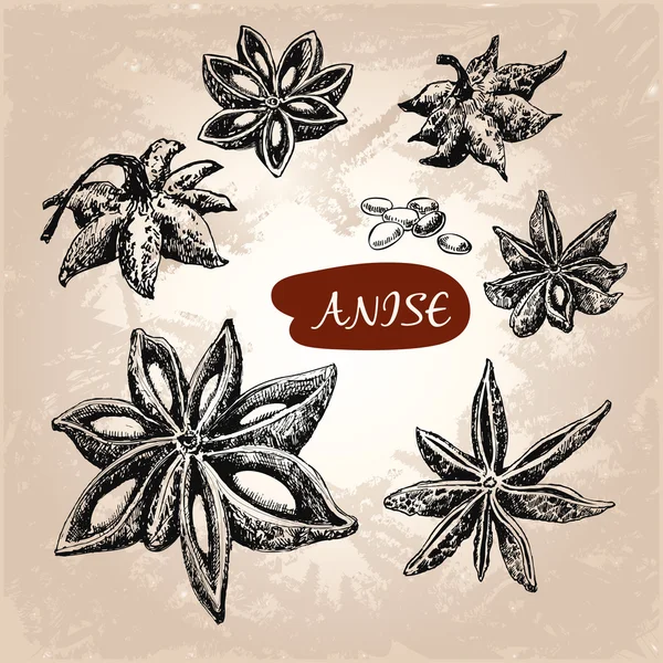 Anise illustrations — Stock Vector