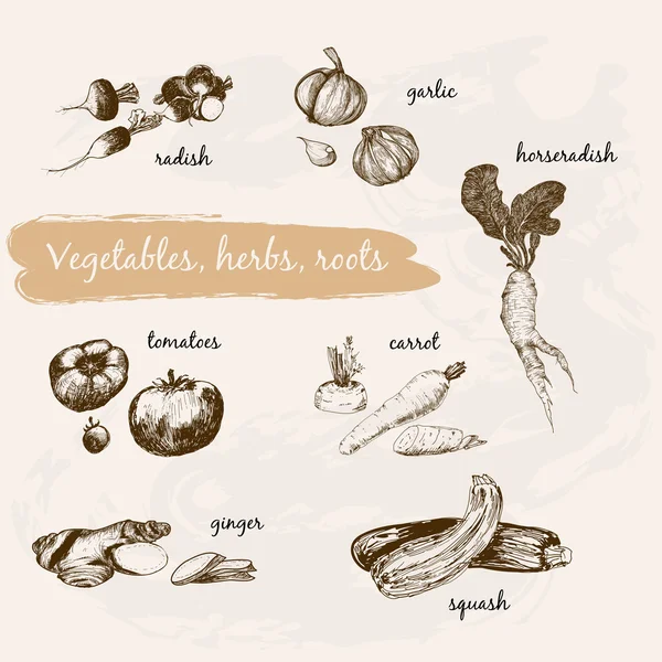 Légumes, herbes et racines — Image vectorielle