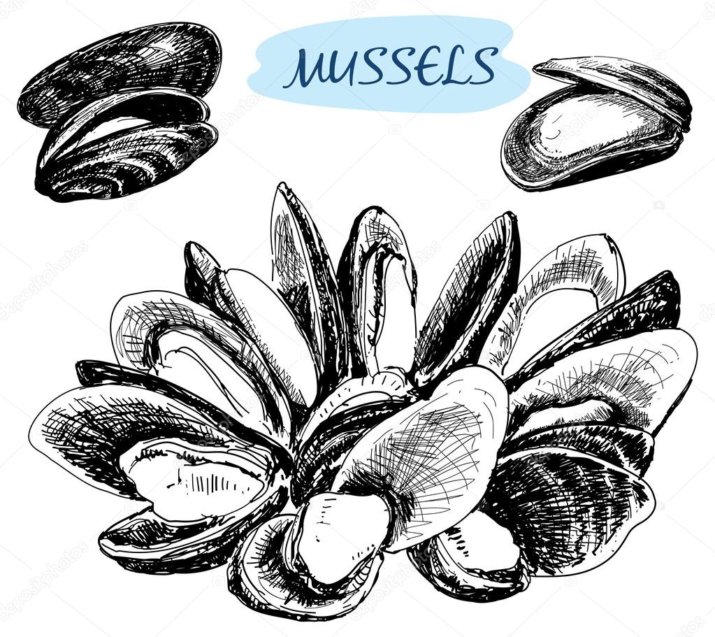 Mussels illustrations.