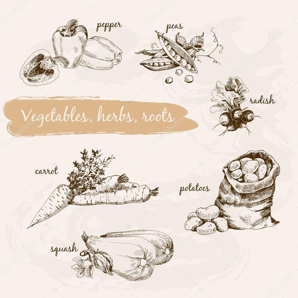 Vegetables, herb and roots