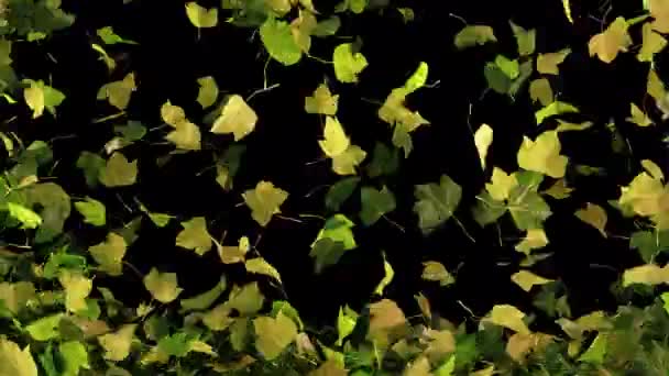 Падають Осіннє листя — стокове відео