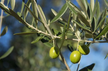 Sonbaharda zeytin ağacında zeytin. Mevsim doğa görüntüsü