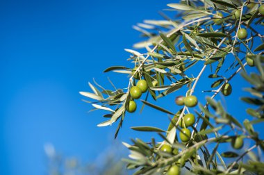 Sonbaharda zeytin ağacında zeytin. Mevsim doğa görüntüsü