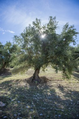 Sonbaharda zeytin ağacında zeytin. Mevsim doğa görüntüsü