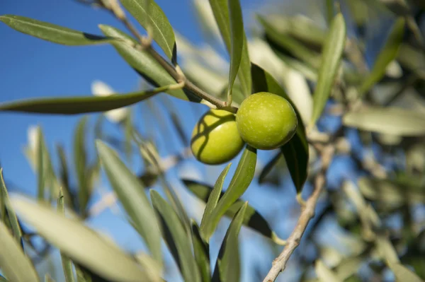 Aceitunas en olivo en otoño. Temporada naturaleza imagen — Foto de Stock