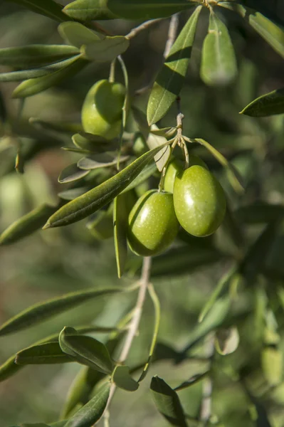 Aceitunas en olivo en otoño. Temporada naturaleza imagen — Foto de Stock