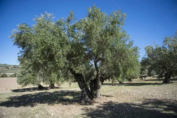 Azeitonas em oliveira no outono. Temporada imagem da natureza — Fotografia de Stock