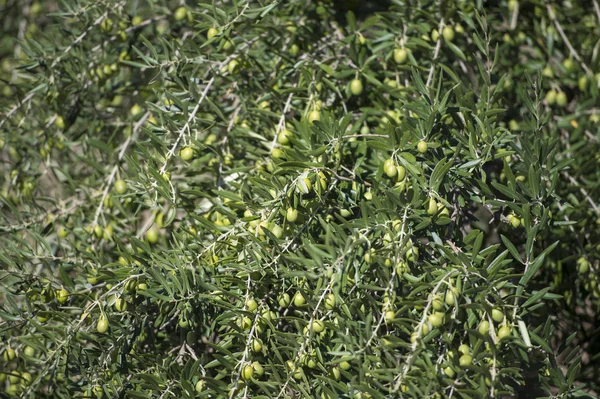 Oliven auf Olivenbäumen im Herbst. Naturbild der Saison — Stockfoto