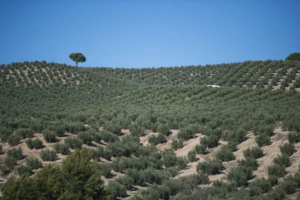 Výsadby olivových stromů — Stock fotografie