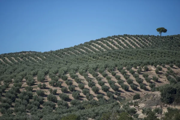 Плантация оливковых деревьев — стоковое фото