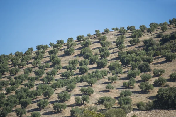 Piantagione Olivi — Foto Stock