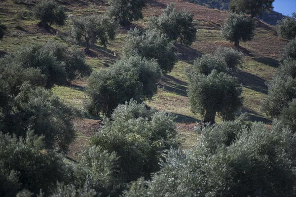 Plantación Olivos —  Fotos de Stock