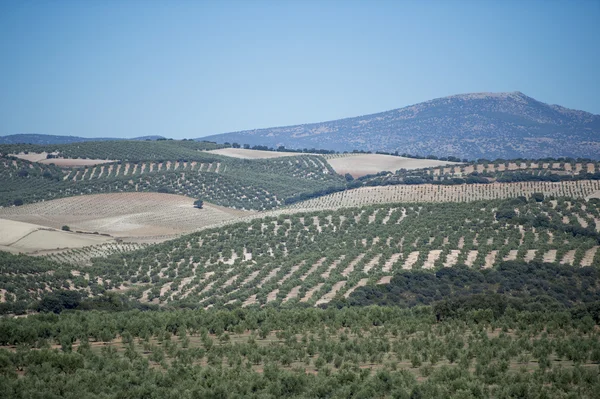 Plantage olijf bomen — Stockfoto