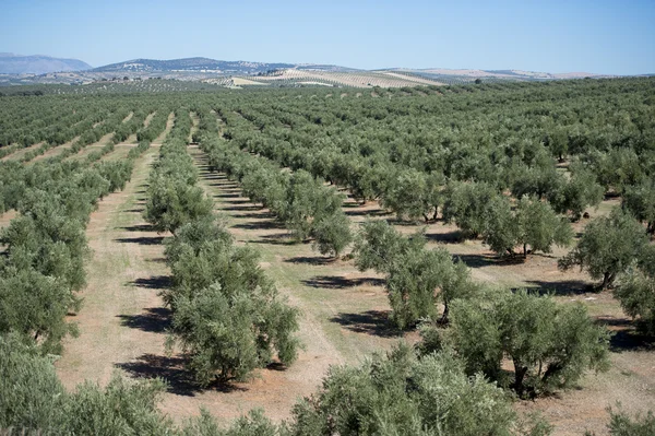 Plantation oliv träd — Stockfoto