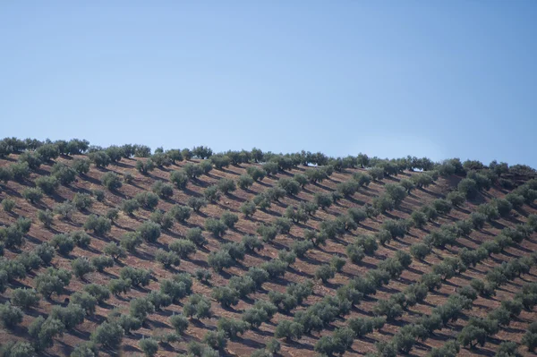 橄榄种植园树木 — 图库照片