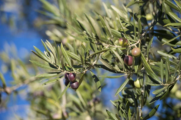 Sonbaharda zeytin ağacında zeytin. Mevsim doğa görüntüsü