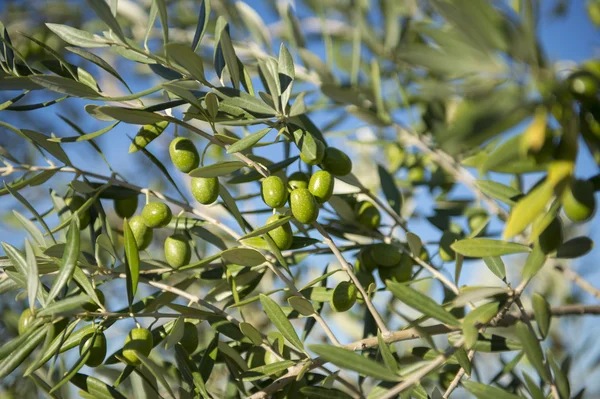 Aceitunas en olivo en otoño. Temporada naturaleza imagen — Foto de Stock