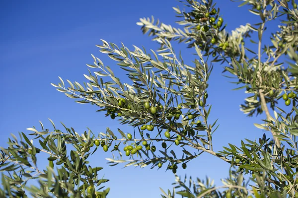 Olive su ulivo in autunno. Stagione immagine della natura — Foto Stock