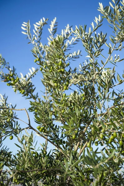 Оливки на оливковом дереве осенью. Сезонный образ природы — стоковое фото