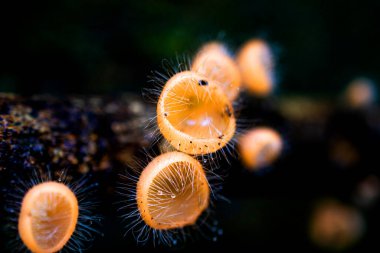 Ağaçta büyüyen Cookeina Tricholoma