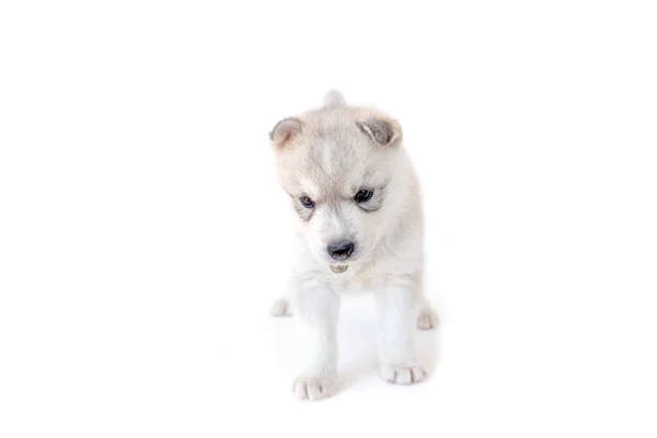 Syberyjski Husky Dog Szczeniak Białym Tle — Zdjęcie stockowe