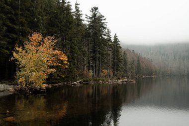 Black lake in fog at autumn, Sumava national park, Czech republic
