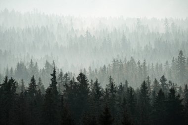 Trees in the fog at Sumava mountains, autumn in Czech republic