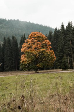 Sonbaharda çayırın ortasında solitairy ağacı, Sumava Ulusal Parkı