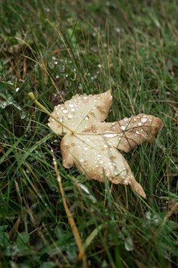 Sonbaharda çimenlerde kurumuş yaprak