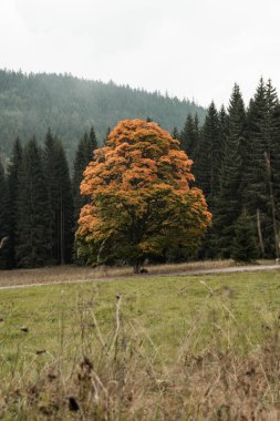 Sonbaharda çayırın ortasında solitairy ağacı, Sumava dağları