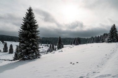 Kozalaklı ağaçlar ve kışın Filipova Hut 'tan manzara, Sumava dağları, Çek Cumhuriyeti