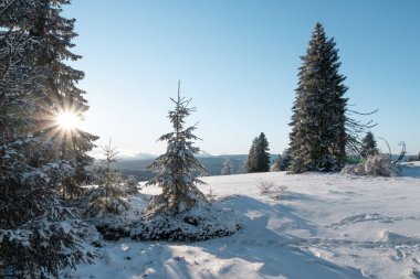 Zhuri 'de kış ve ağaçların arasından parlayan güneş Sumava dağları, Çek Cumhuriyeti