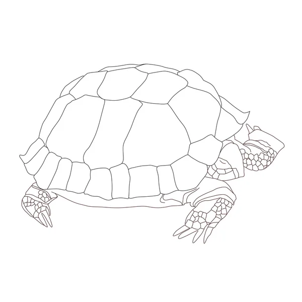 Sköldpadda — Stock vektor