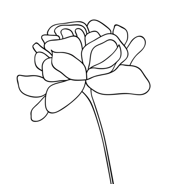 Vectorillustratie van bloem hand getrokken — Stockvector