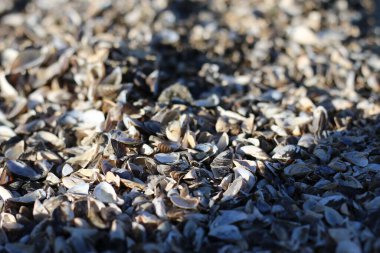 Gölün kıyısında bir sürü küçük deniz kabuğu var.