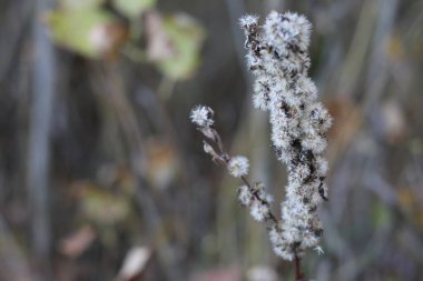 Üstü örtülmüş bir daldır.