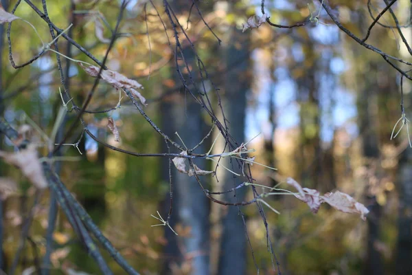 Branches Trees Dry Leaves Sunlight Autumn — Stock Photo, Image