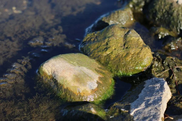 湖中布满海藻的岩石 — 图库照片
