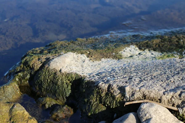 湖中布满海藻的岩石 — 图库照片