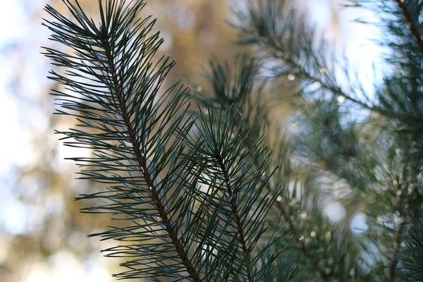 Genç çam kozalağı, yakın plan, çam dalı, makro fotoğraf