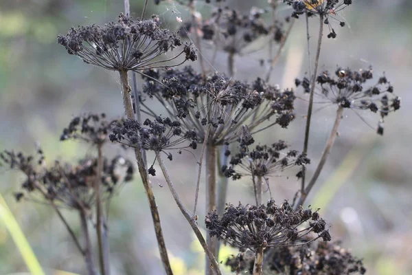 Trockener Bärenklau Herbst Auf Dem Feld — Stockfoto