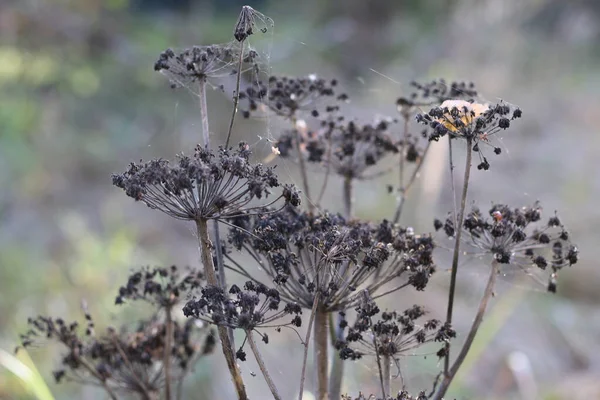 Trockener Bärenklau Herbst Auf Dem Feld — Stockfoto