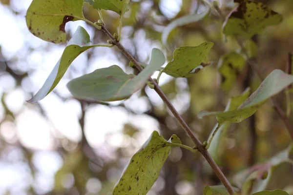 Zielone Brązowe Liście Gałęzi Drzewa Makrofotografia — Zdjęcie stockowe