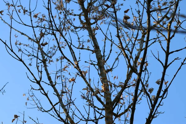 Branches Arbres Galeux Contre Ciel Bleu Automne — Photo