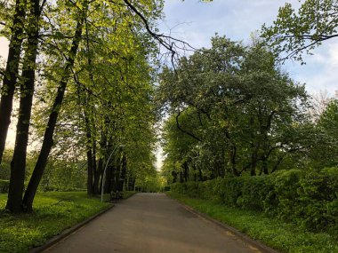 Genç yeşil yapraklar baharda ağaçlarda